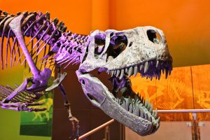 Museo del Desierto Chihuahuense en Delicias.